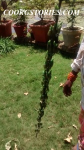 jade flower india coorg kuhsalnagar